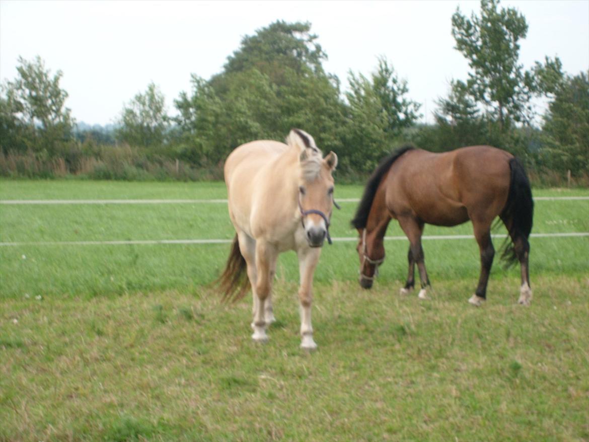 New Forest Strandgårdens Peace billede 14