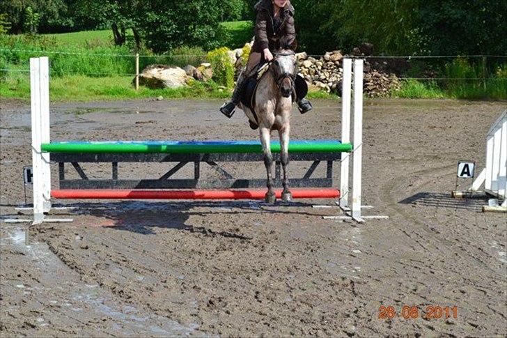 Knabstrupper Belmondo  billede 9