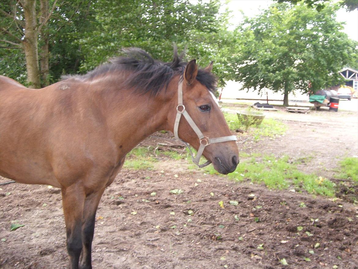 New Forest Strandgårdens Peace billede 15