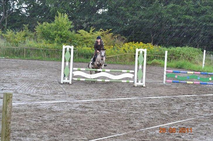 Knabstrupper Belmondo  billede 10