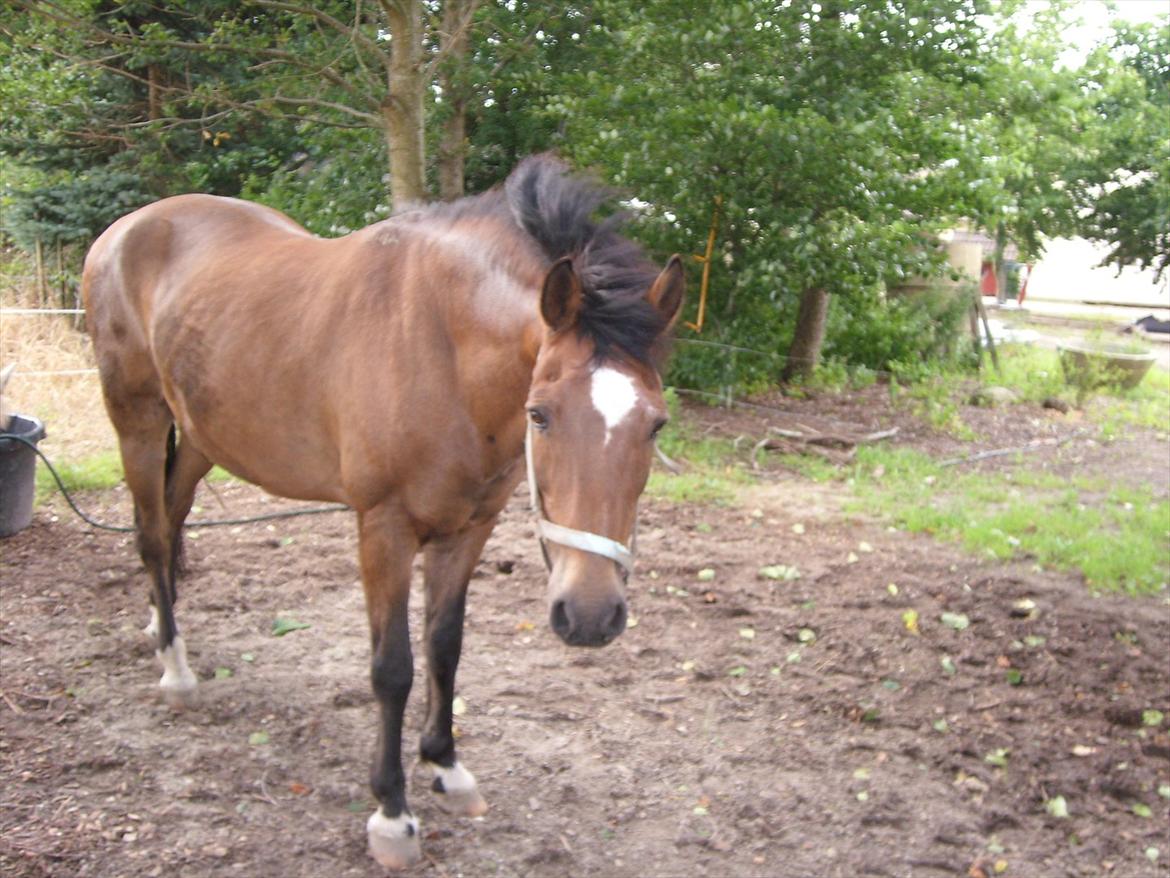New Forest Strandgårdens Peace billede 16