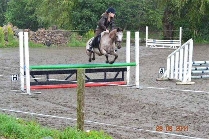 Knabstrupper Belmondo  billede 11