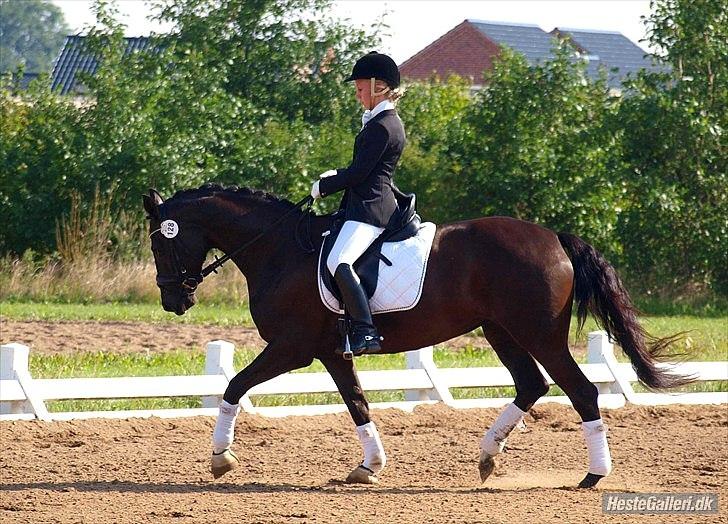 Dansk Varmblod Skovlunds De Nice - LC1, hedensted d. 20/8-11. 69,50% og vinder af klasse <3 foto: Kathrine Bruun billede 14