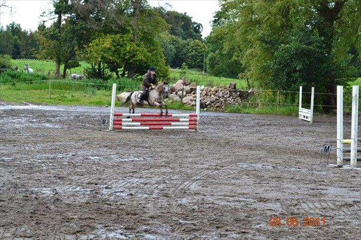 Knabstrupper Belmondo  billede 12