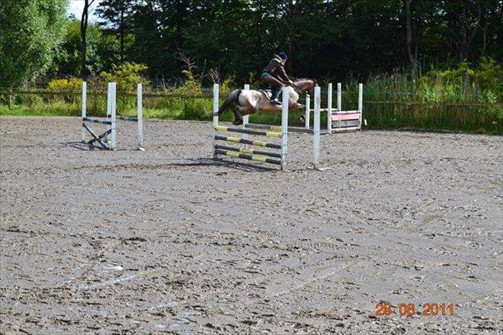 Knabstrupper Belmondo  billede 13