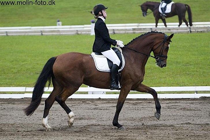 Dansk Varmblod Diva billede 12