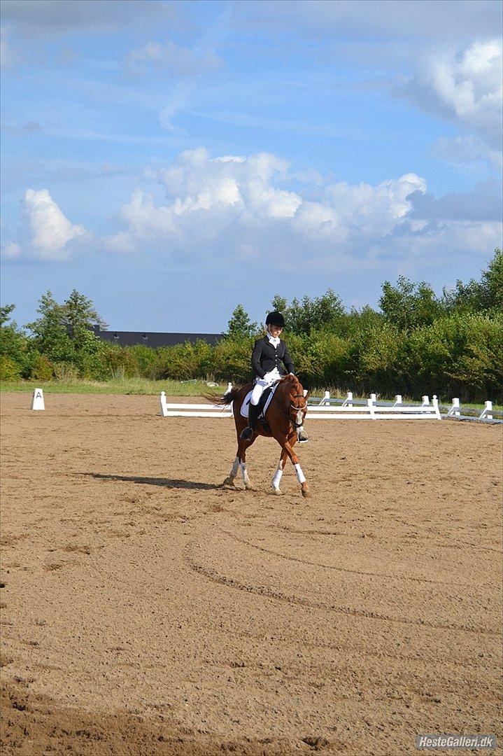 Tysk Sportspony Norano - LB3 70% og en anden plads <3 Foto: kathrine  billede 12