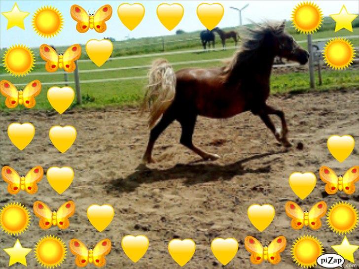 Anden særlig race Beauty Surprice  solgt billede 2