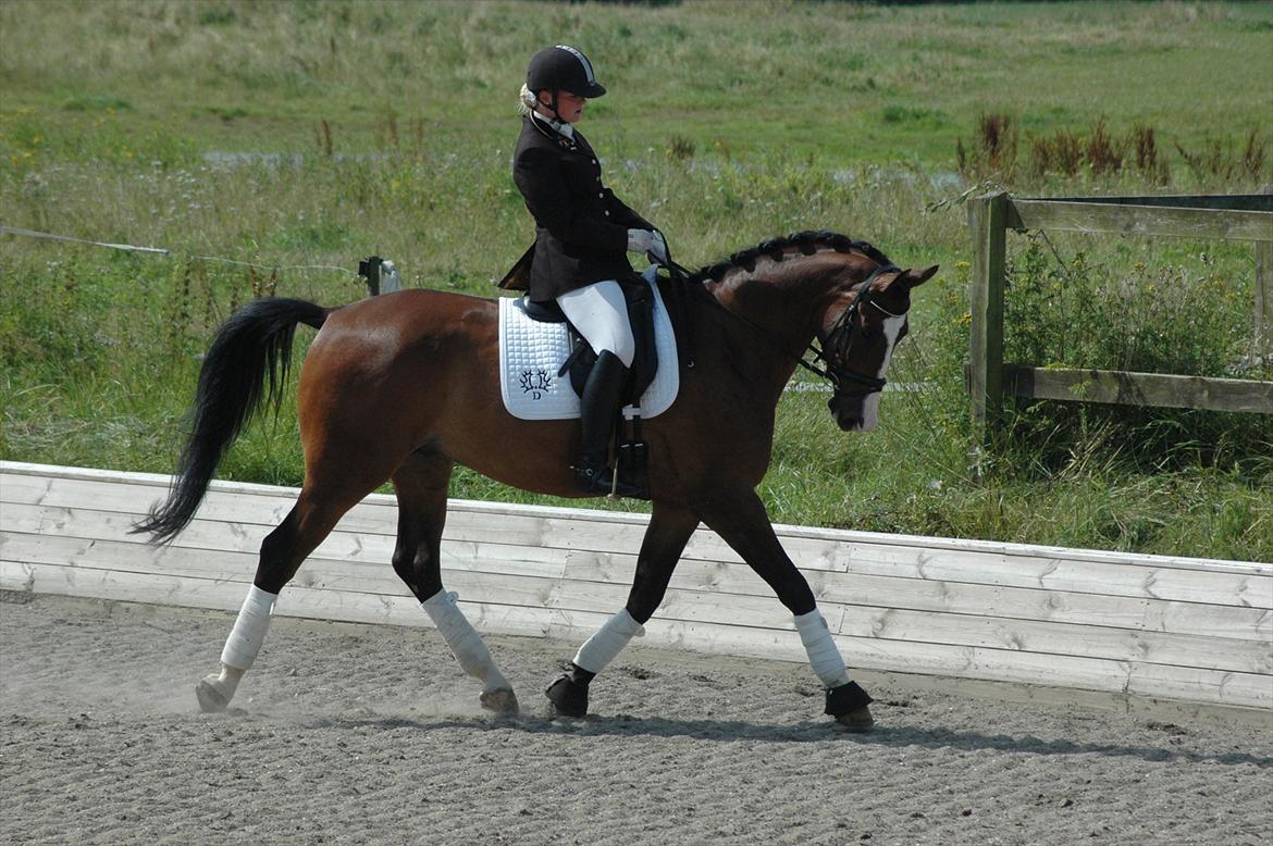 Trakehner High Skye *STJERNE* <3 R.I.P 25/03/2013 billede 5