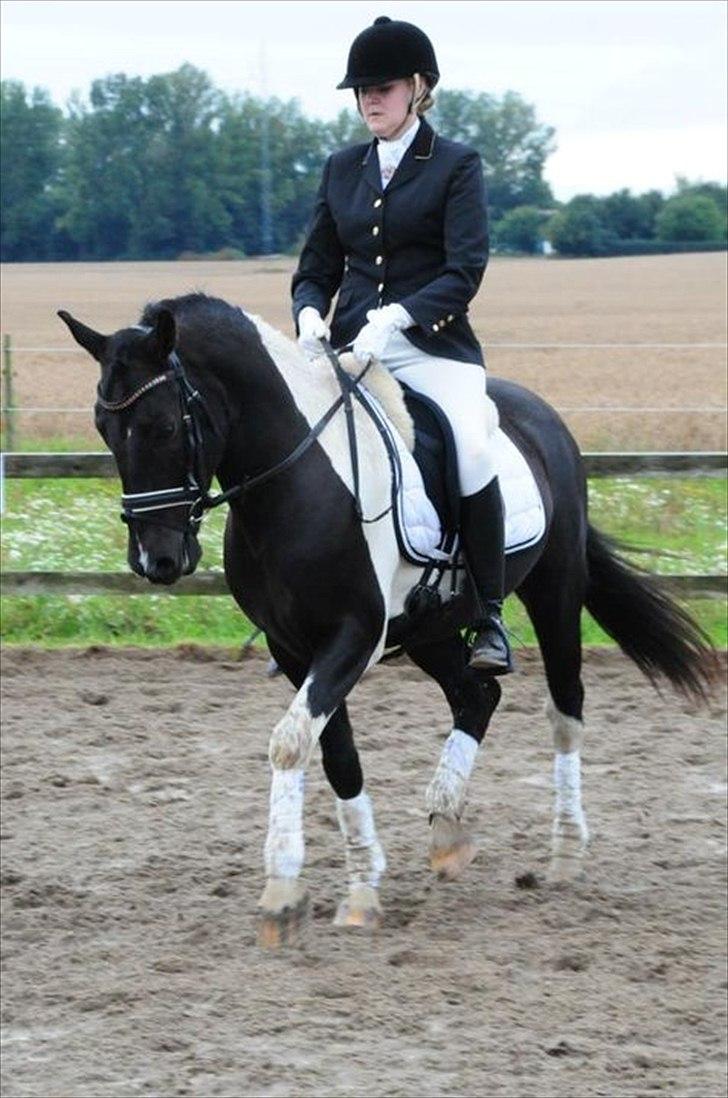 Pinto Pelé (Torriggårdens Pelè) - Min Soulmate <3 - stævne i RIS d. 27/8-2011 her i LD2. billede 5