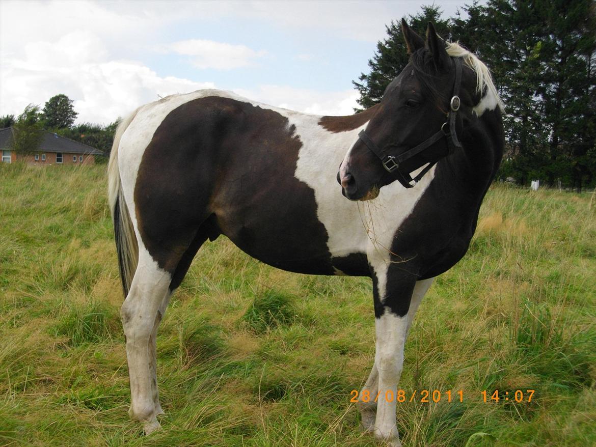 Anden særlig race Figaro billede 1