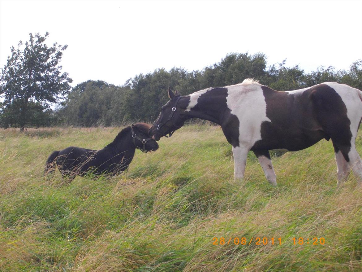 Anden særlig race Figaro billede 2
