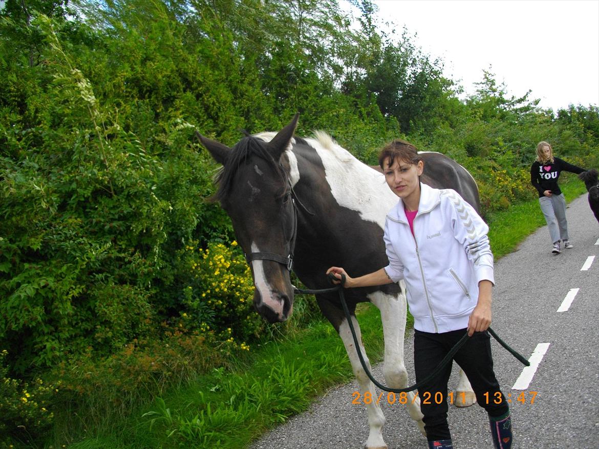Anden særlig race Figaro billede 4