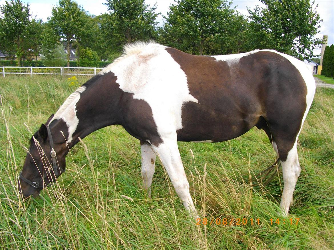 Anden særlig race Figaro billede 5