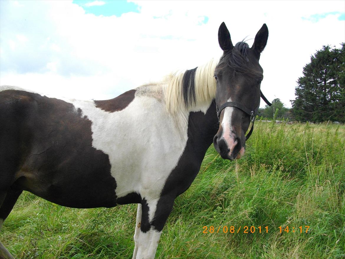 Anden særlig race Figaro billede 6