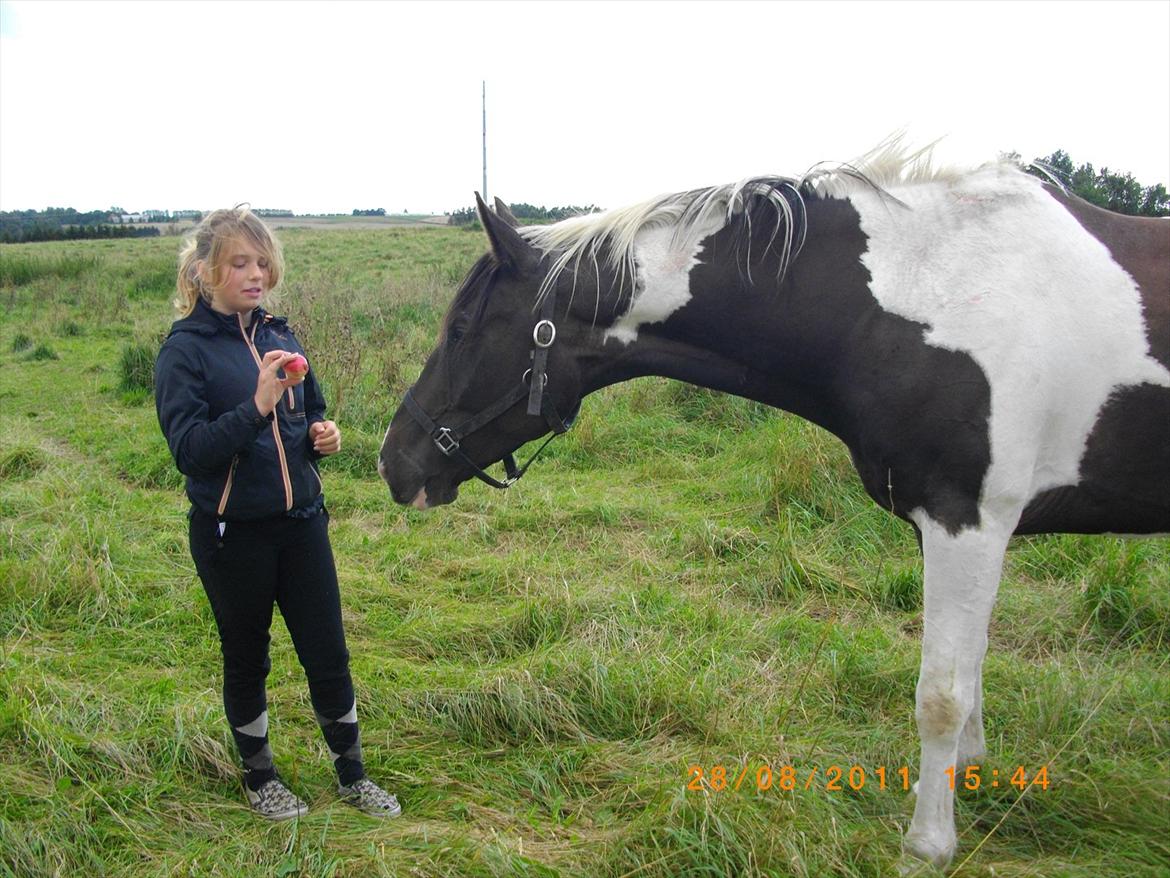 Anden særlig race Figaro billede 7