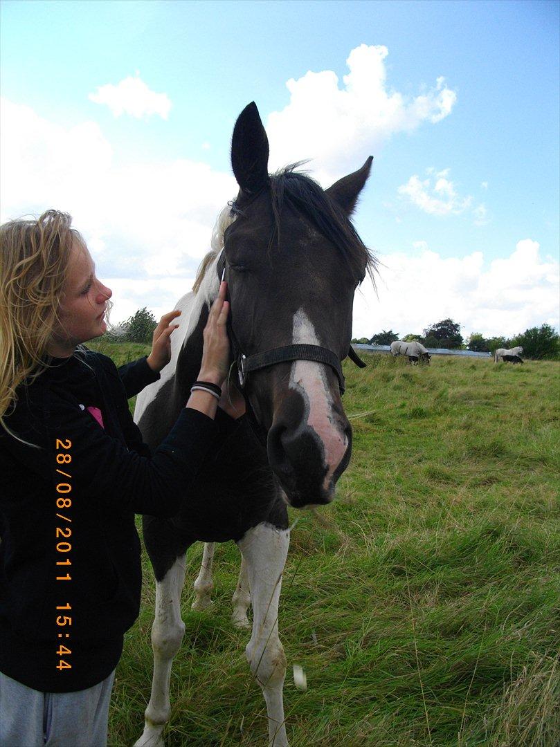 Anden særlig race Figaro billede 8