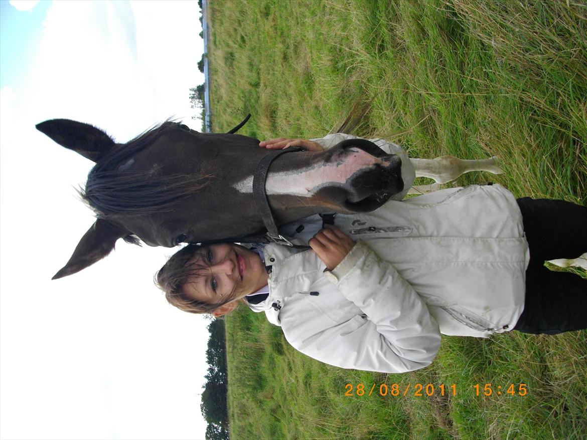 Anden særlig race Figaro billede 9