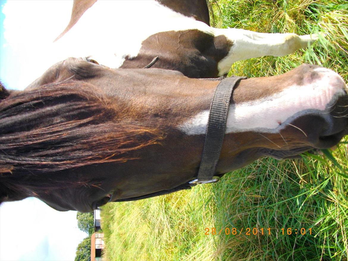 Anden særlig race Figaro billede 10