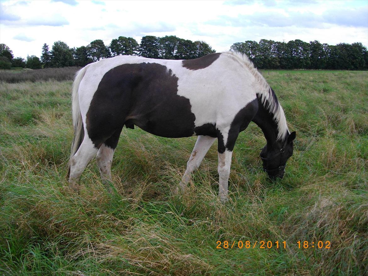 Anden særlig race Figaro billede 11
