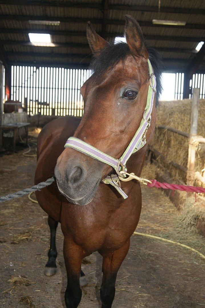 Anden særlig race Anja billede 18