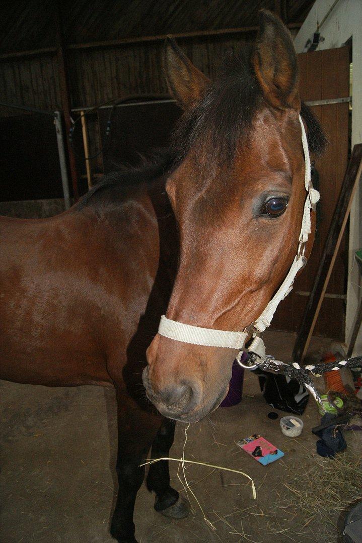 Anden særlig race Anja billede 19