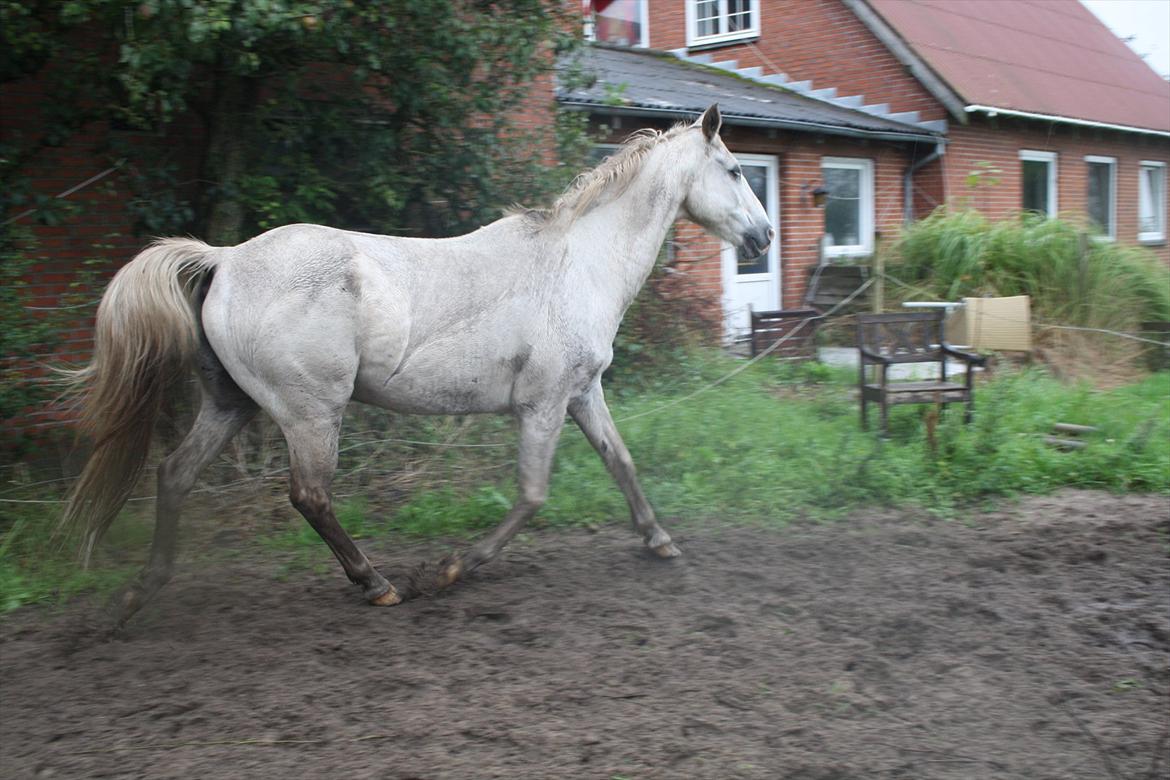 Anden særlig race † Sirbastian *soulmate* R.I.P † - du svæver mod himlen <3 billede 15