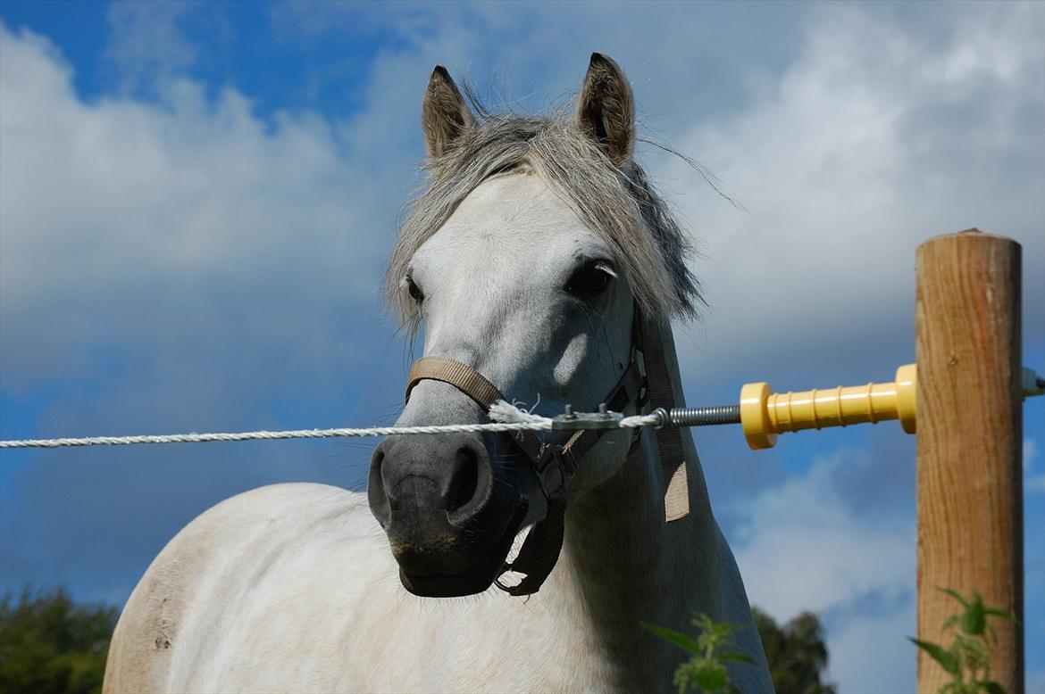 Anden særlig race Fanta :'((<3 - 10: Velkommen til tisseponyens profil<3 foto: mig billede 1