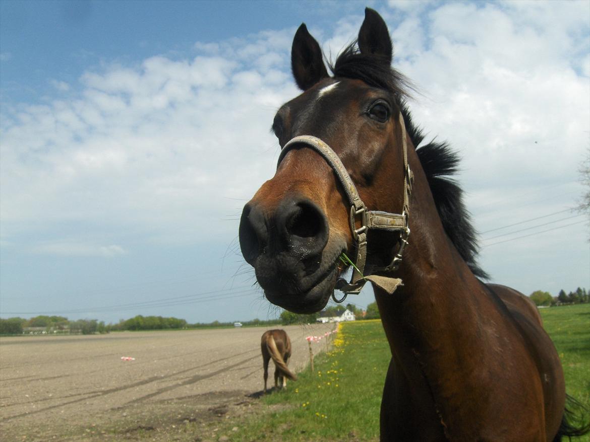 Anden særlig race † Flint R.I.P † - den smukke <3 du r savnet <3 billede 16