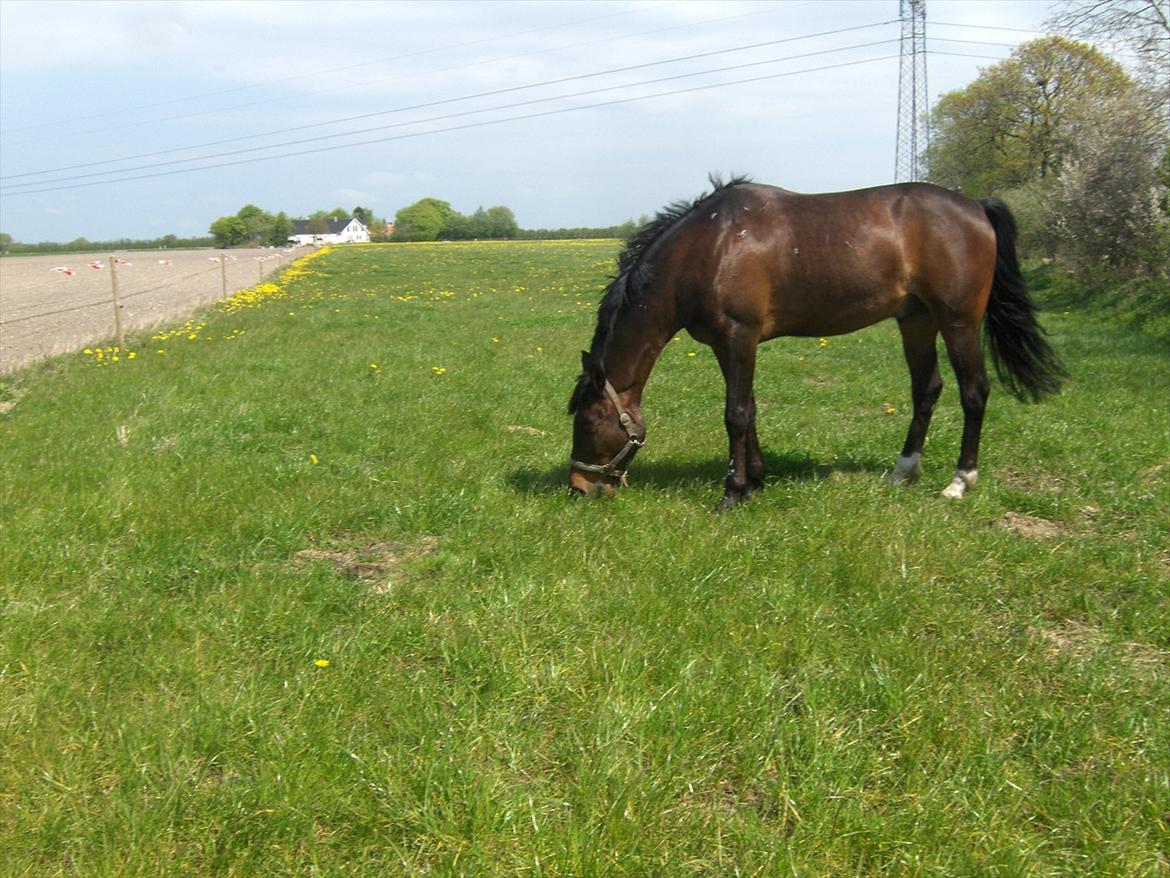 Anden særlig race † Flint R.I.P † - faldt lige over nogle billeder fra da han var på sommergræs...  billede 17