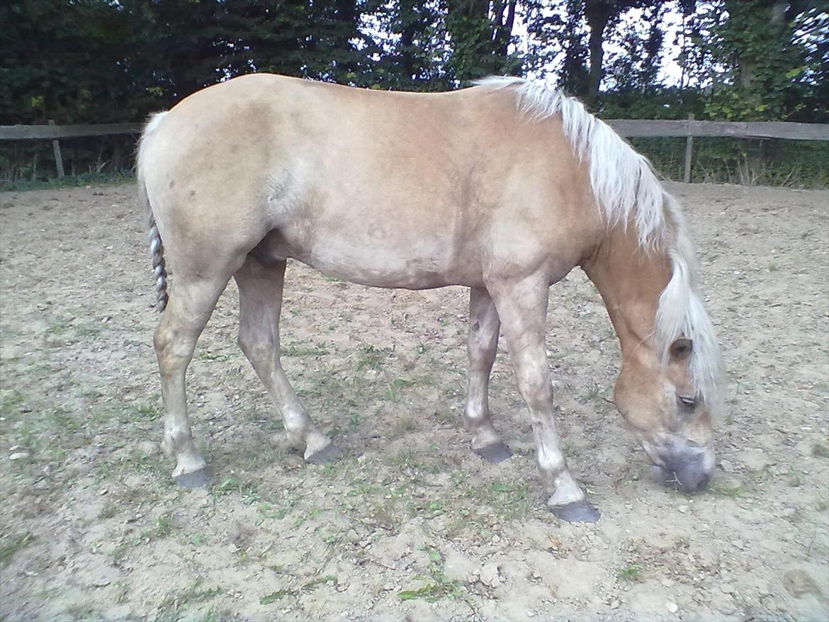 Haflinger Vestervangs Asterix! billede 12