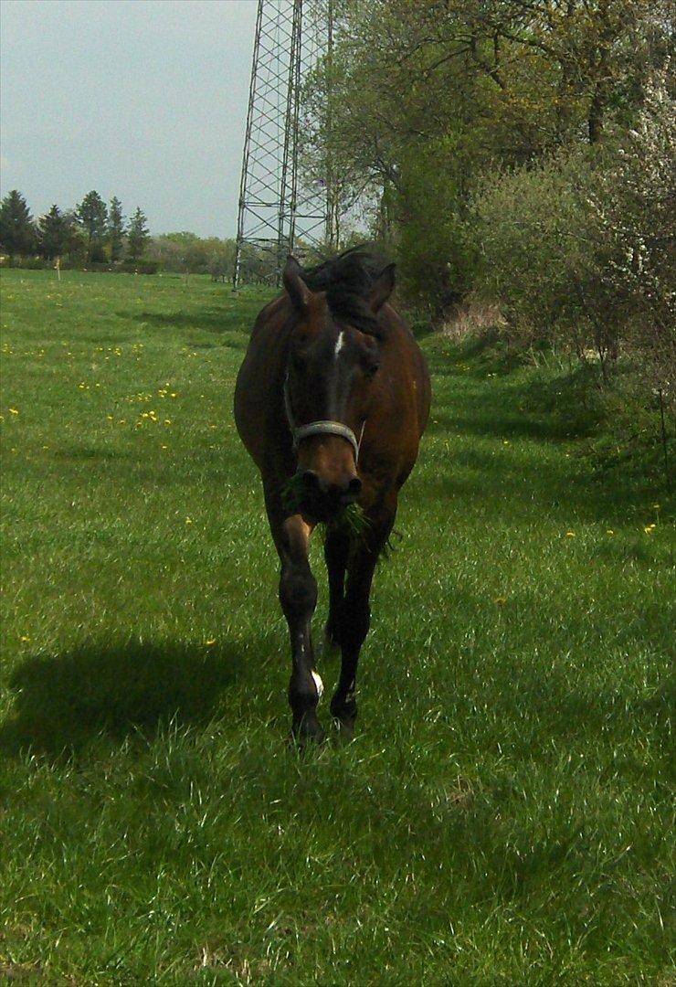 Anden særlig race † Flint R.I.P † - trist at sige farvel til sådan en smuk prins <3 billede 18