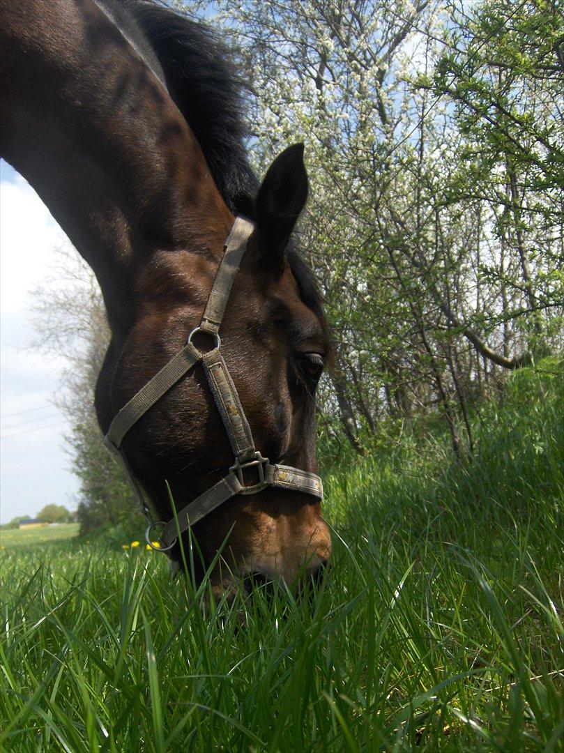 Anden særlig race † Flint R.I.P † billede 19