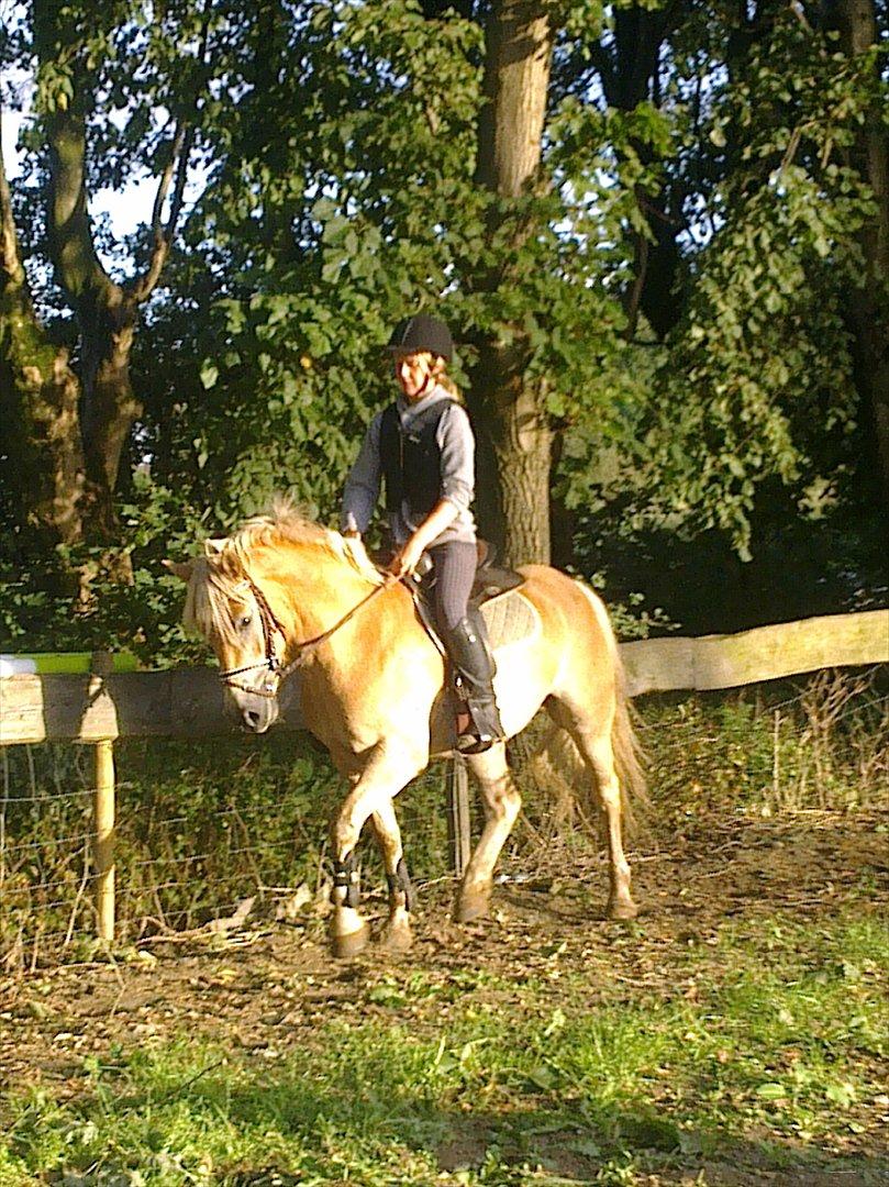 Haflinger Vestervangs Asterix! billede 13