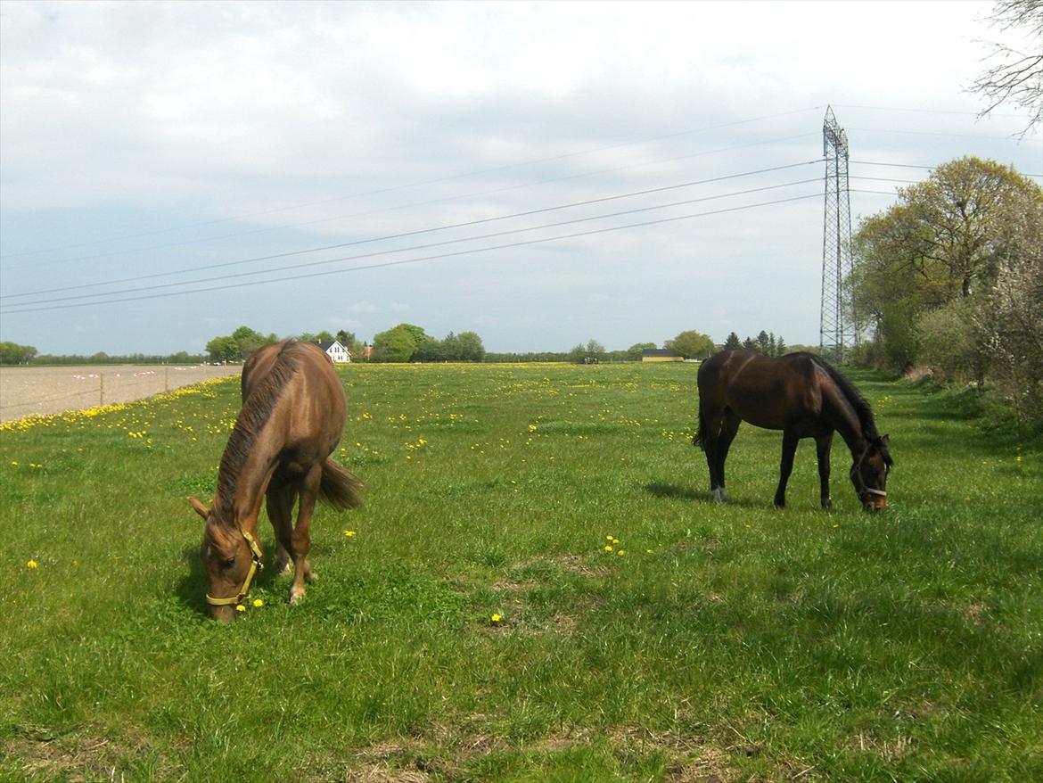 Anden særlig race † Flint R.I.P † - prinsen med hans kæreste billede 20