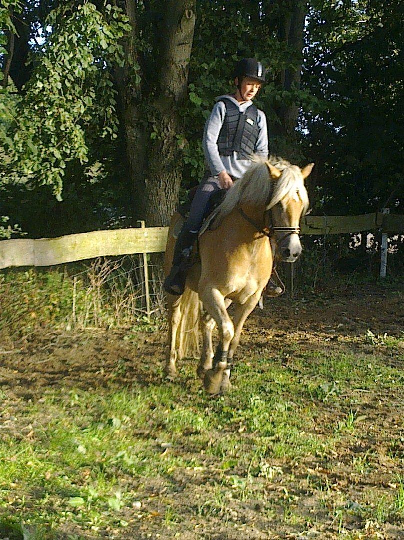 Haflinger Vestervangs Asterix! billede 14