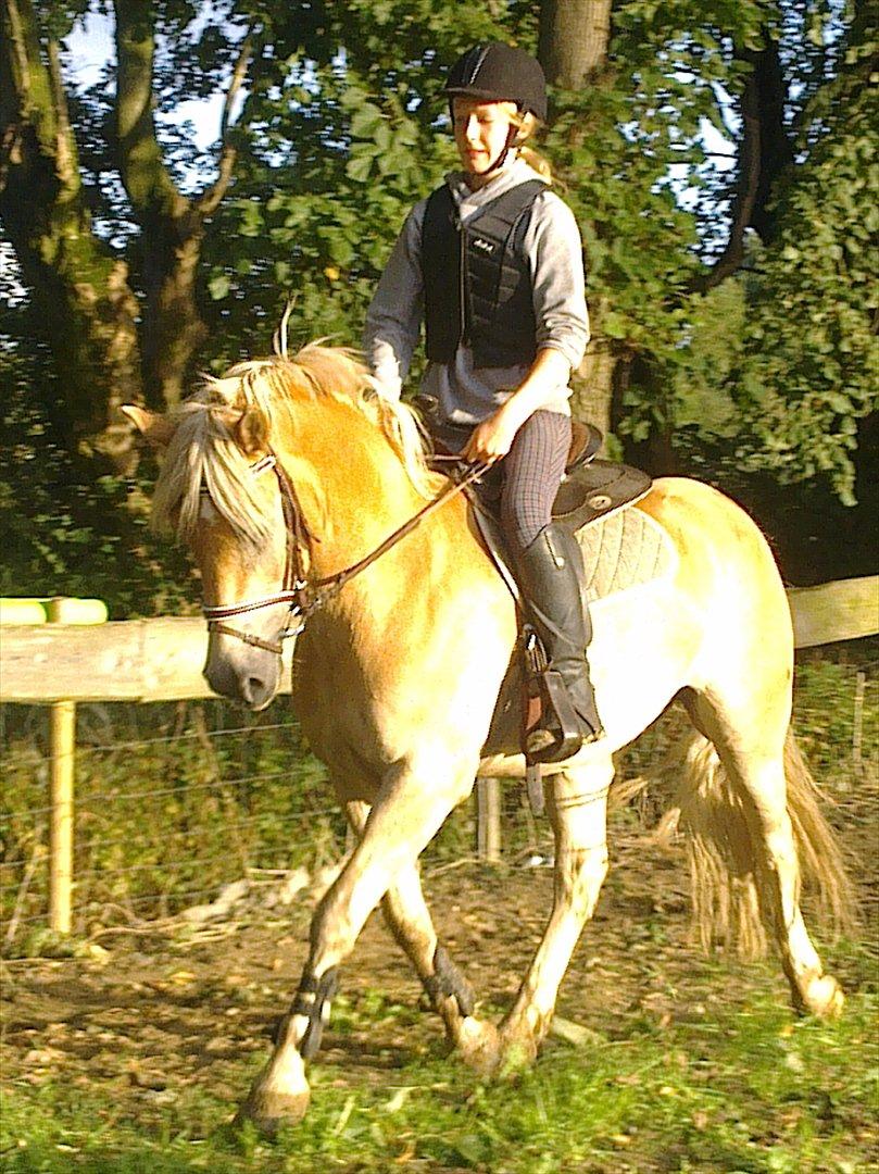 Haflinger Vestervangs Asterix! - Prøver at ride med Western sadel :D billede 15