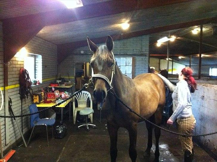 Anden særlig race Remee billede 9