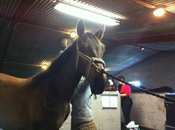 Anden særlig race Remee billede 10