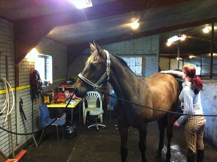 Anden særlig race Remee billede 11