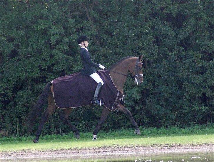 Dansk Varmblod May Candeloro - Distriktsmester for hold 2011. Taget af Ida Løvenskjold billede 12