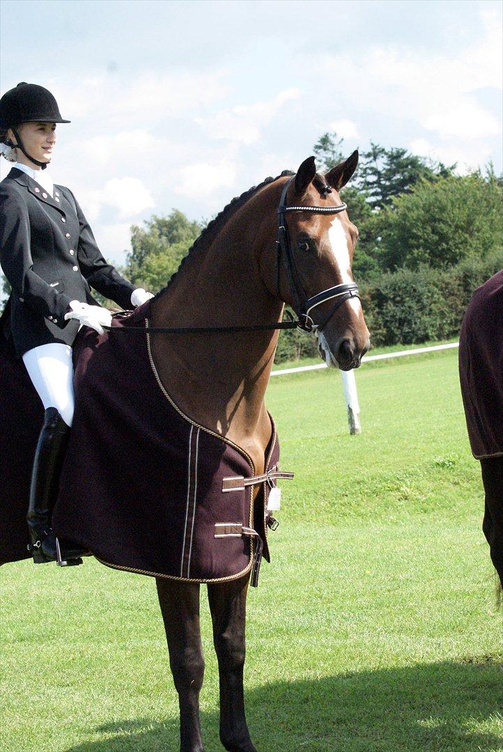 Dansk Varmblod May Candeloro - Distriktsmester for hold 2011. Taget af Ida Løvenskjold billede 13