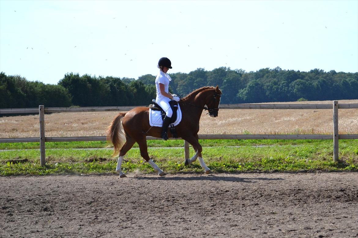 New Forest Kjølens  Fanfare *B-pony* *SOLGT* - opvarmning falster dressage 2011 Foto: Caroline Mogensen billede 10