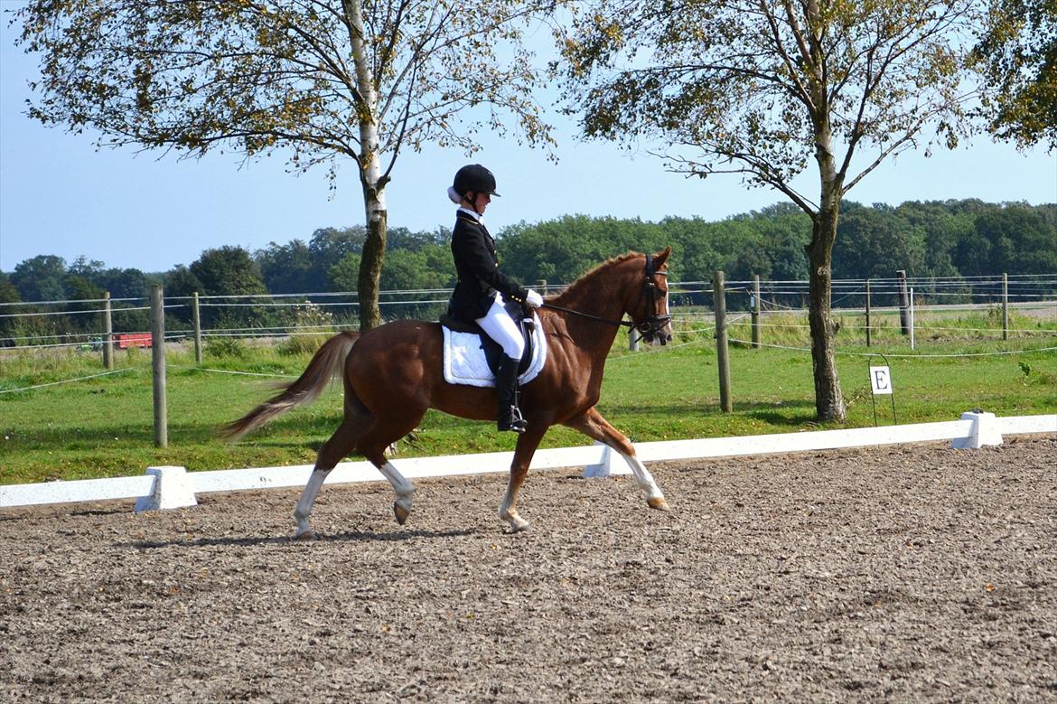 New Forest Kjølens  Fanfare *B-pony* *SOLGT* - Middeltrav falster dressage 2011 foto: Caroline Mogensen billede 13