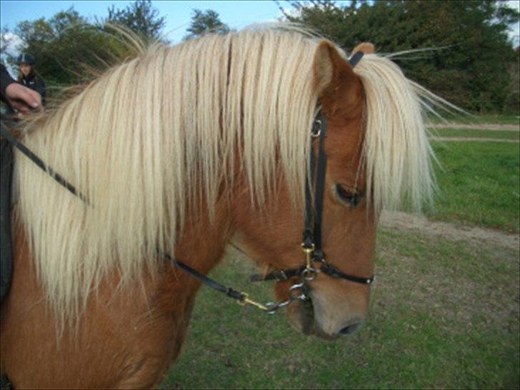 Islænder Joi fra Tyvekrogen - Joi i Profil billede 4