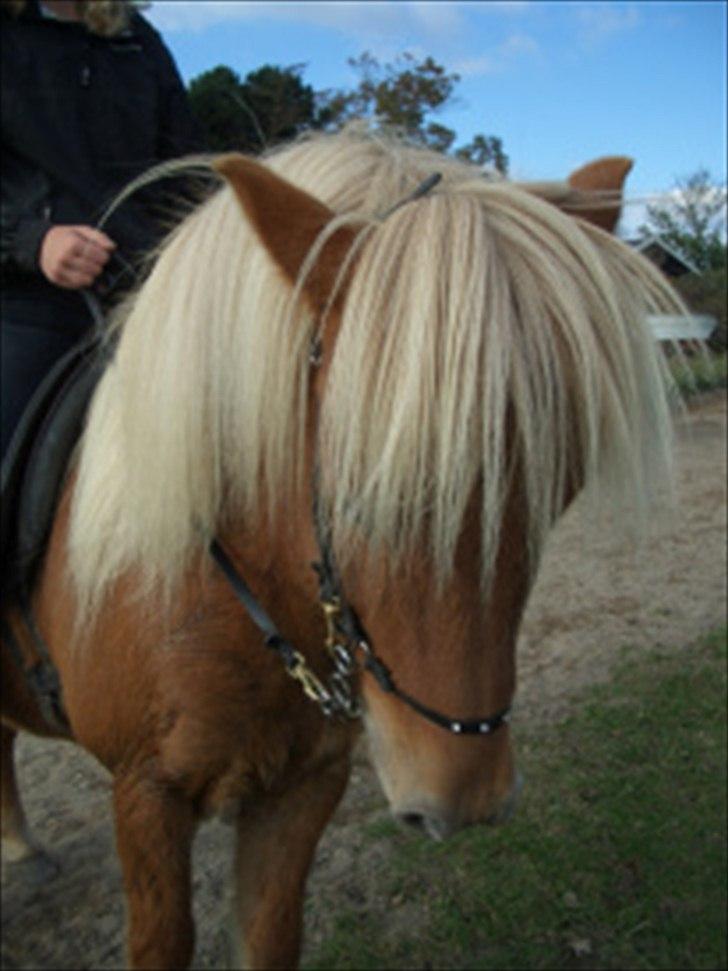 Islænder Joi fra Tyvekrogen - Charme, selvtillid og lækkert hår... billede 5