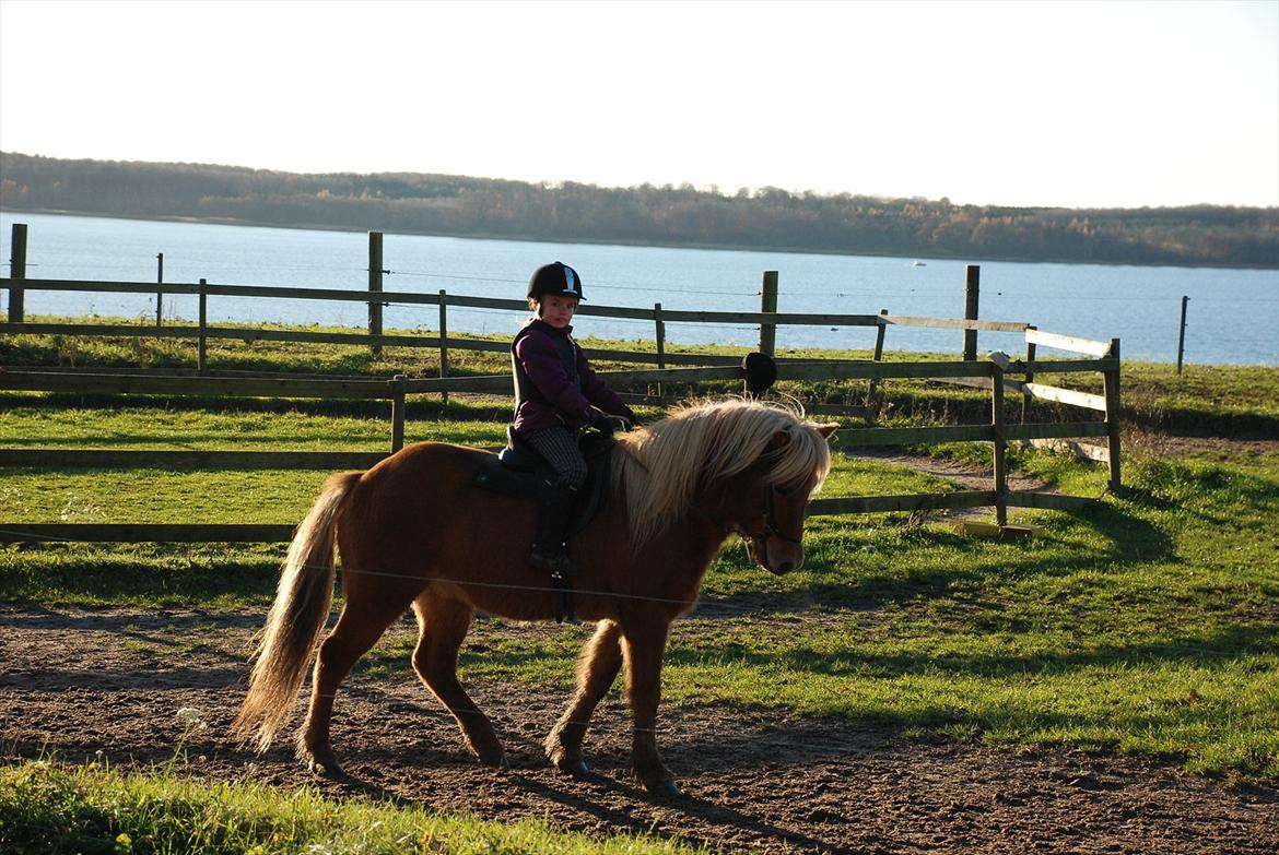 Islænder Joi fra Tyvekrogen - Min datter på 7 år første gang på Joi billede 8