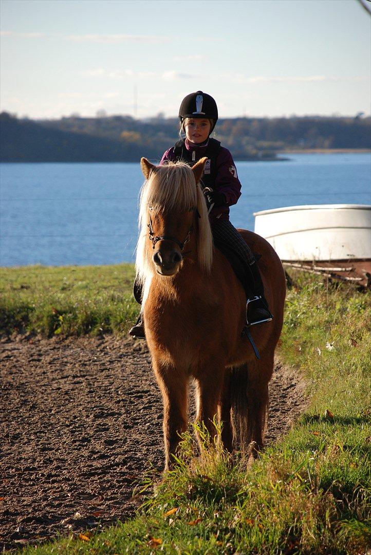 Islænder Joi fra Tyvekrogen - Min datter og Joi igen billede 9