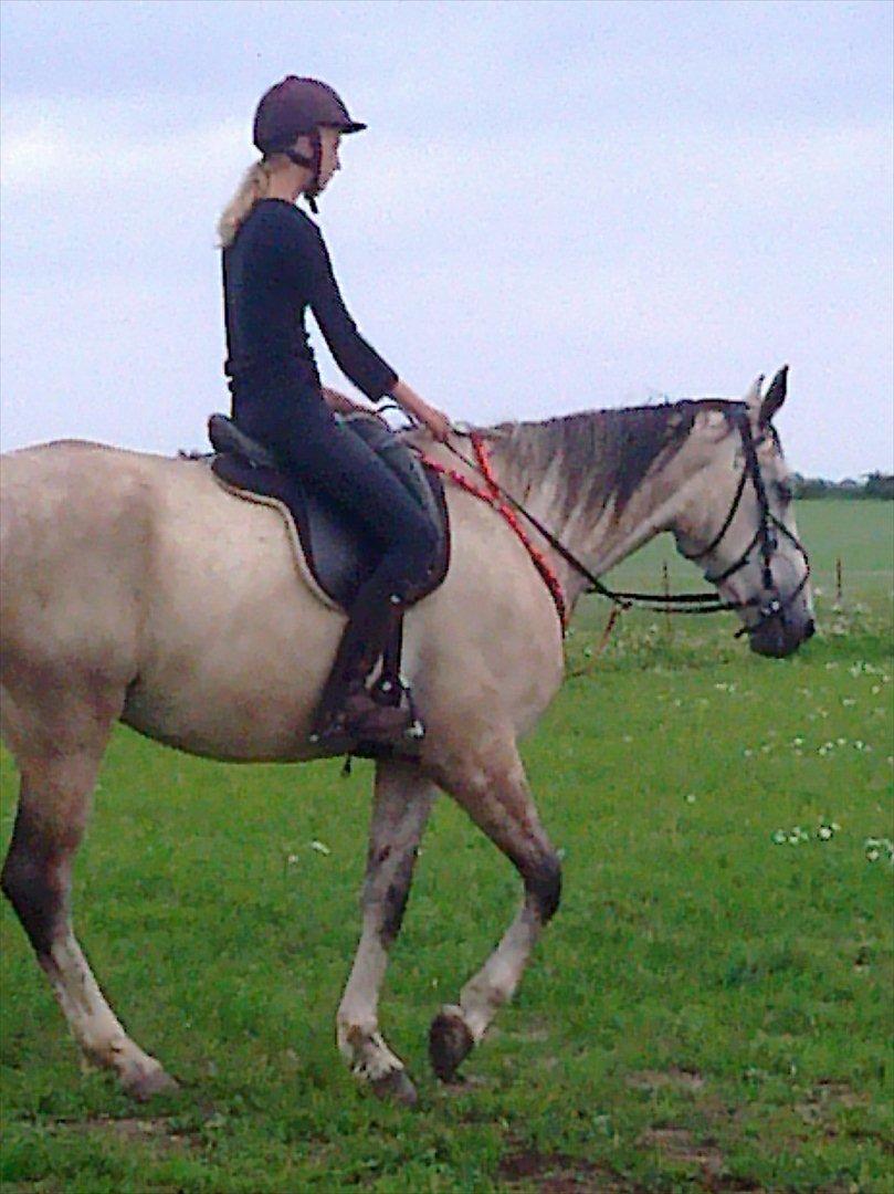 Polsk Varmblod irys  - 2 ridetur billede 1