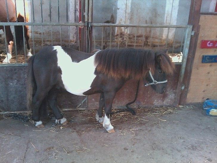 Shetlænder Vadehavets Figero *solgt* - Juli 2011 - Synes selv han er begyndt at se rigtig godt ud :) billede 11